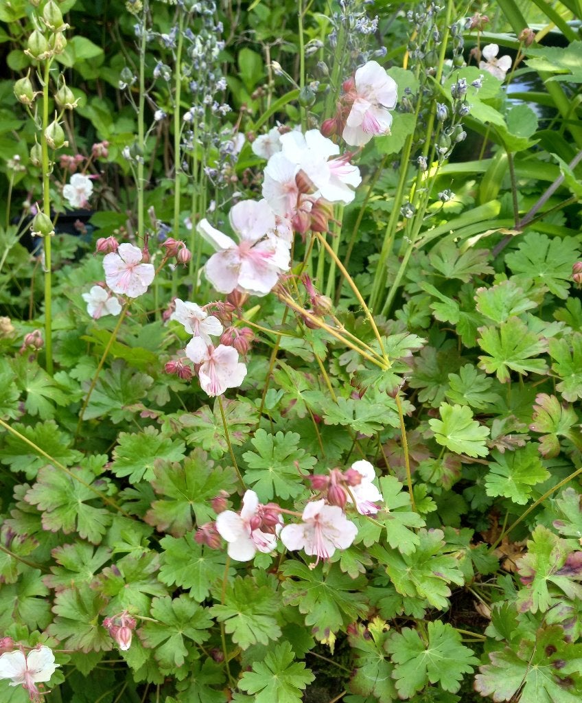 tuingeranium, Ophalen, Overige soorten, Volle zon