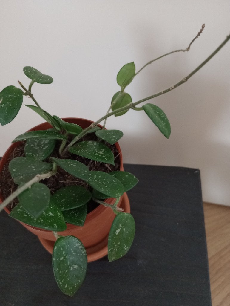 Hoya Mathilde, Ophalen, Overige soorten, Halfschaduw, Minder dan 100 cm
