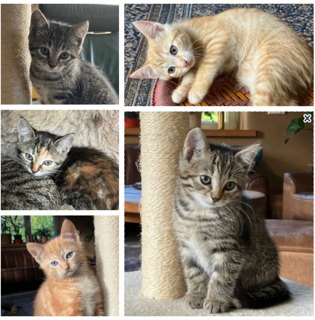 vijf superleuke en sociale kittens, Dieren en Toebehoren, Meerdere dieren, Kortharig, 0 tot 2 jaar