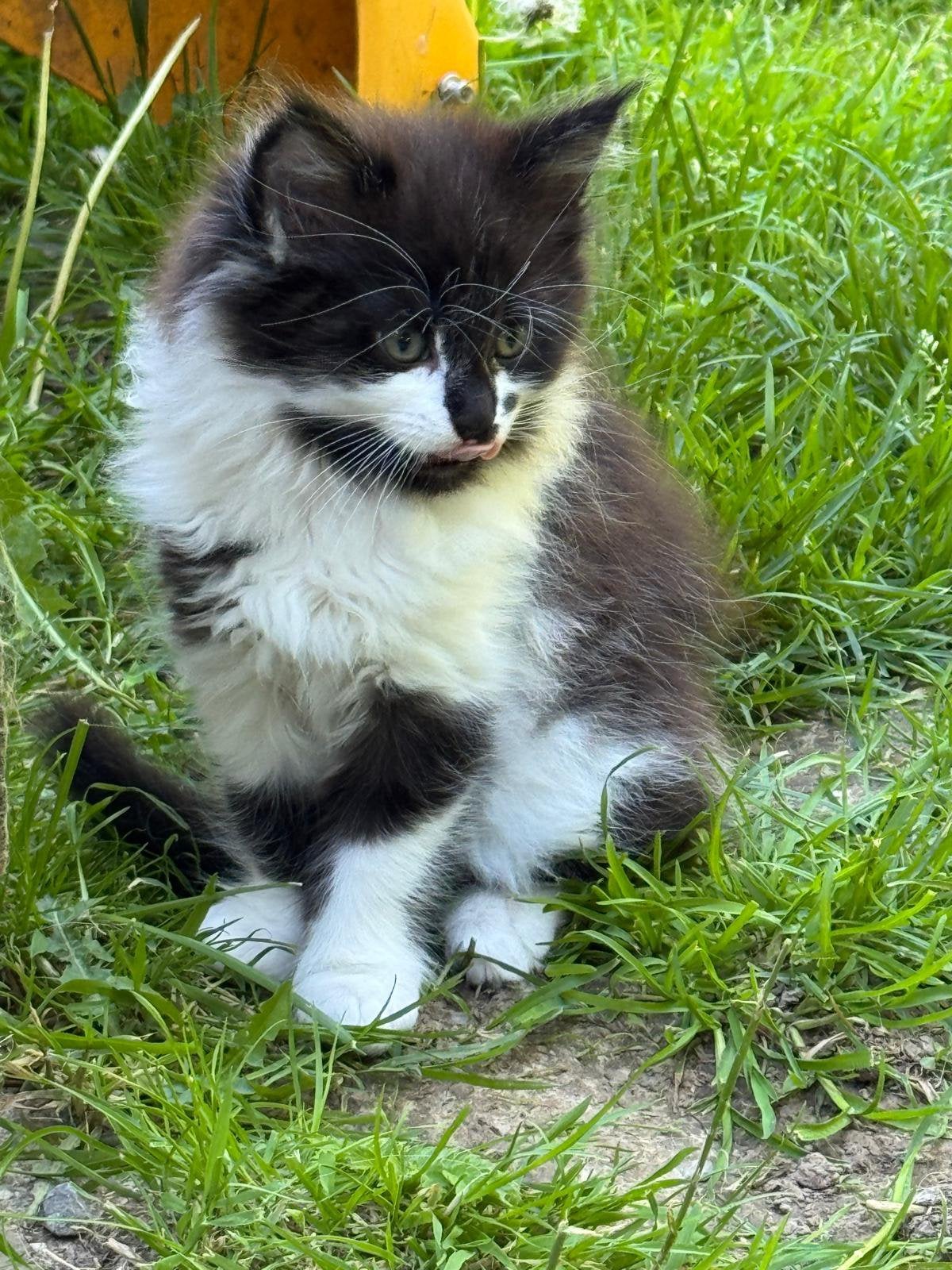 Maine coon kittens, Dieren en Toebehoren, Meerdere dieren, Ontwormd, 0 tot 2 jaar