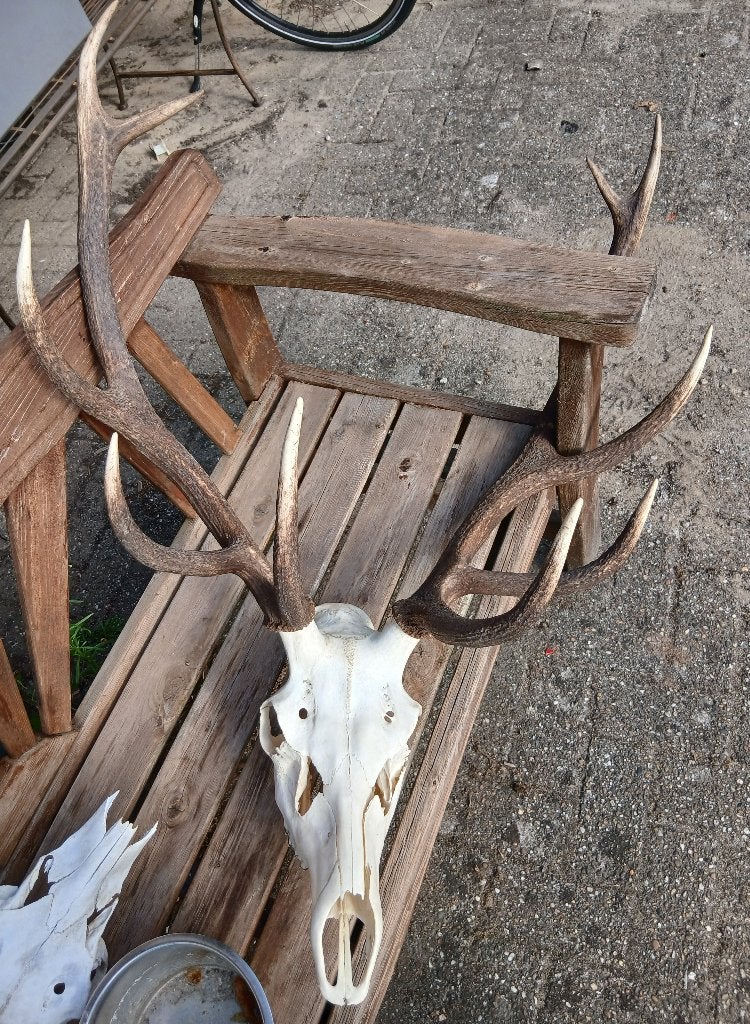 Gewei hert - Taxidermie, Verzamelen, Dierenverzamelingen, Verzenden, Gebruikt, Hert, Gewei of Kop