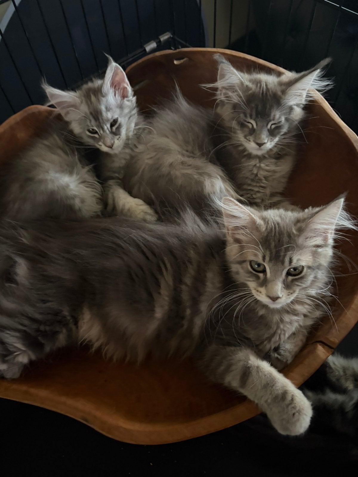 Prachtige maine coon kittens uit Russische lijnen, Poes, Gechipt