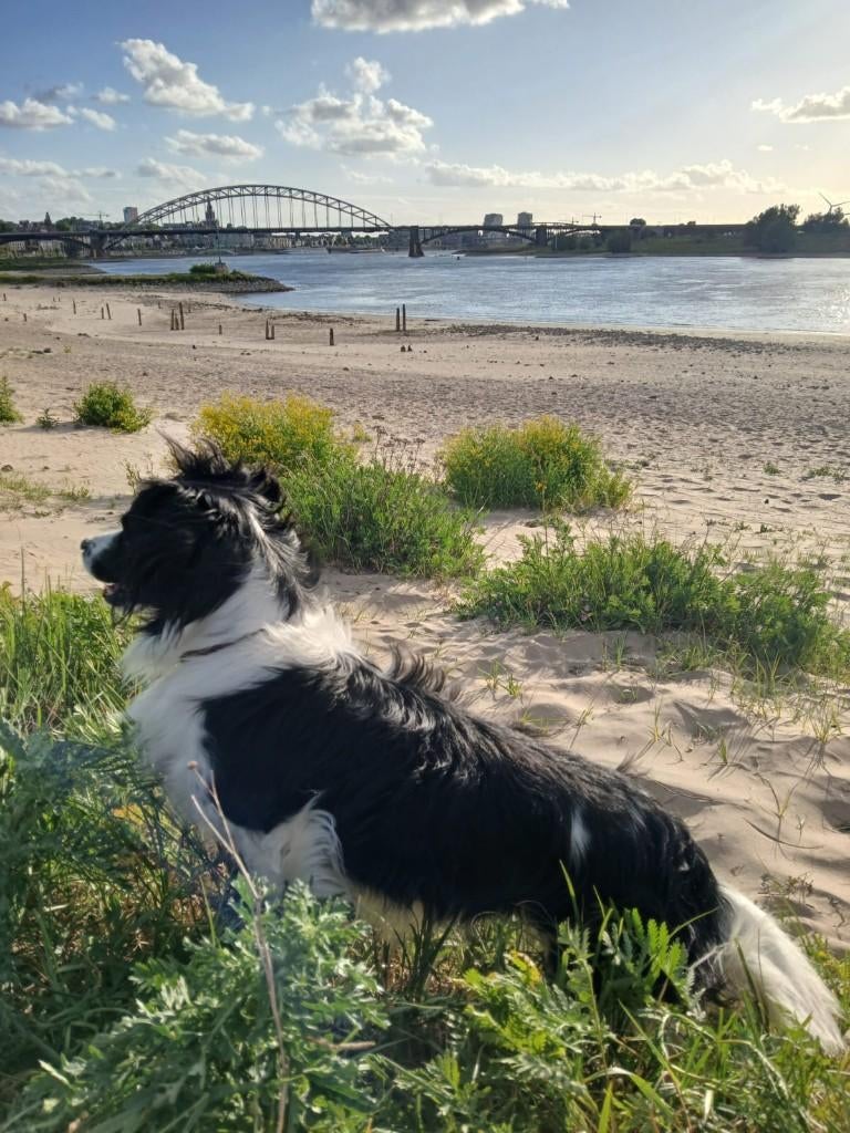 dekreu Markiesje (bont), Parvo, Reu, Eén hond, 3 tot 5 jaar
