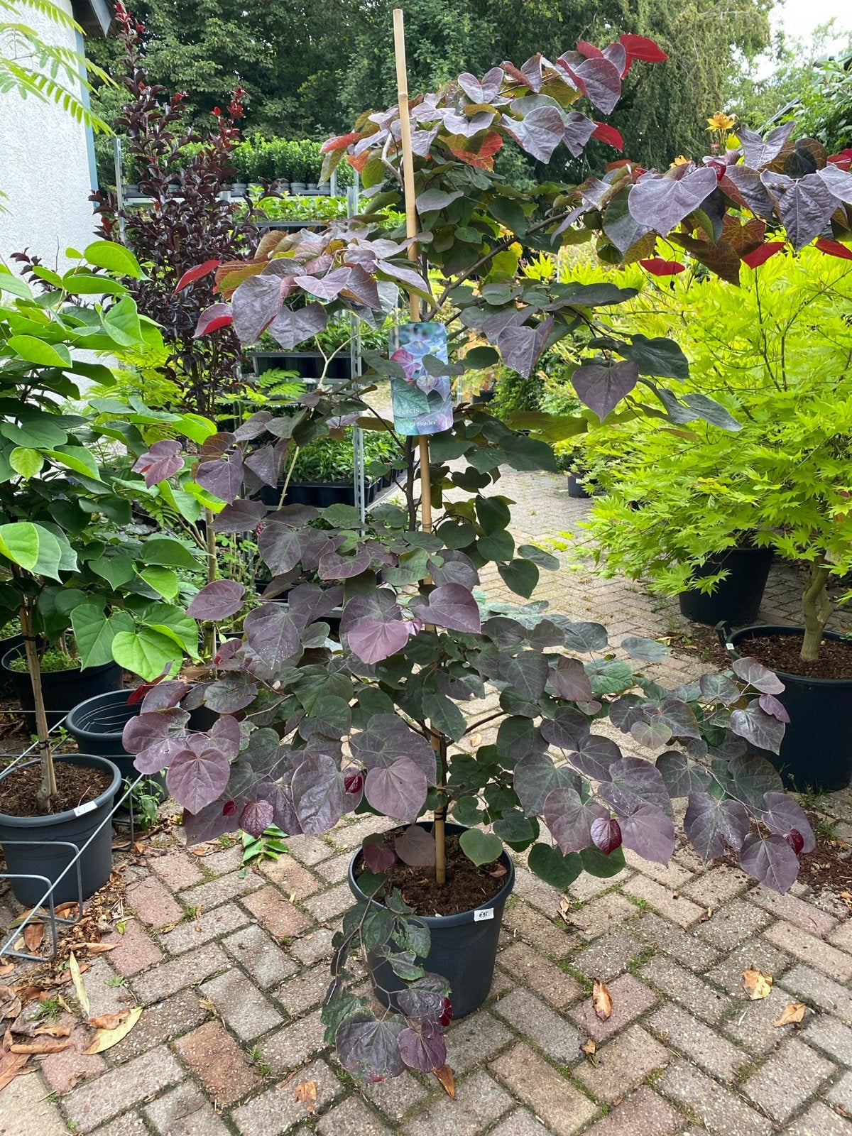Cercis canadensis 'Ace of Spades' - Judasboom in pot, Tuin en Terras, Planten | Bomen, Bloeit niet, Overige soorten, 100 tot 250 cm