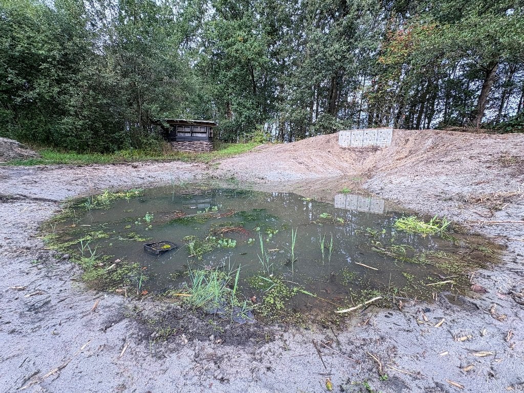 Gratis vijver en oeverplanten gezocht, Ophalen of Verzenden, Nieuw