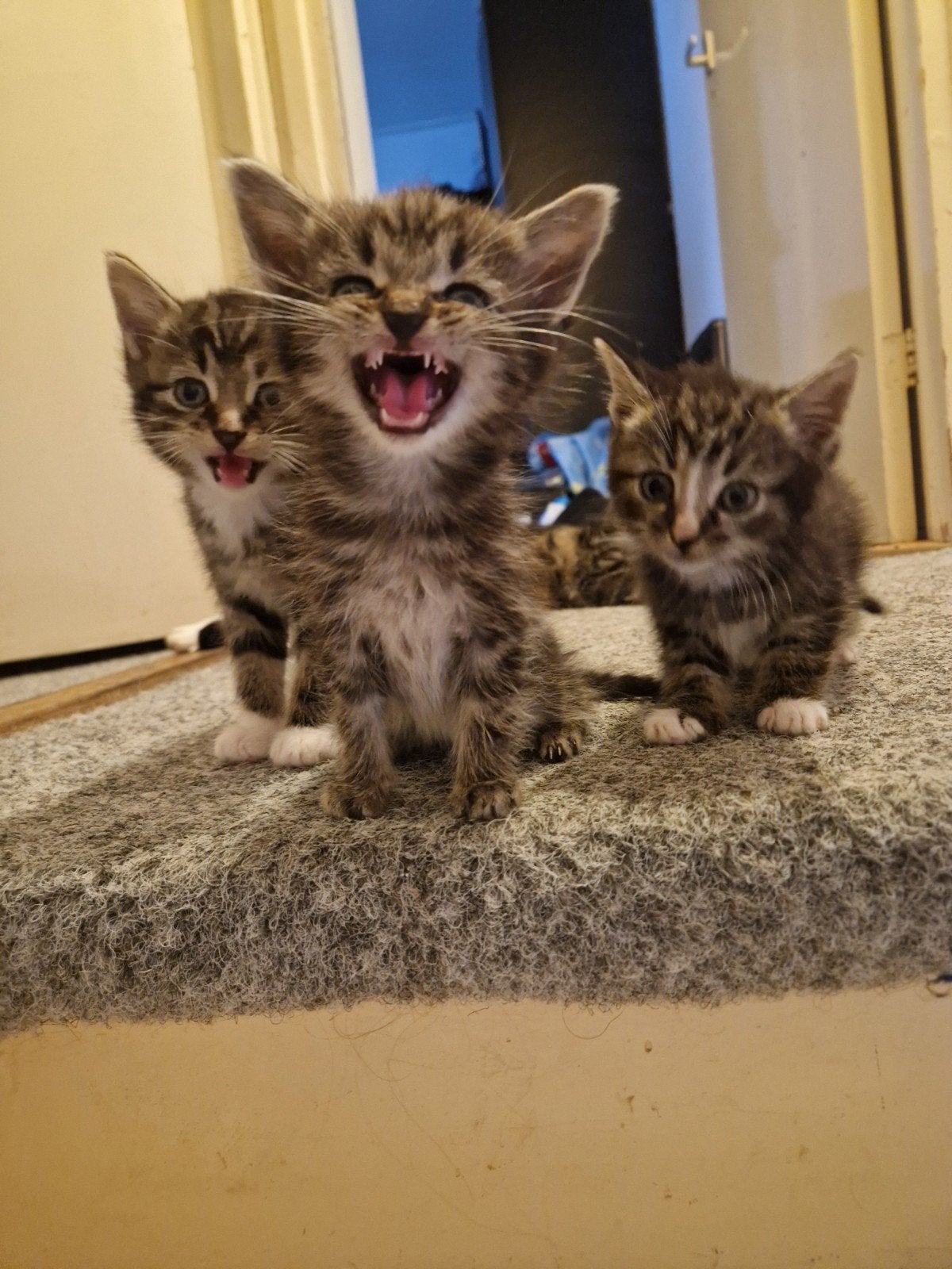 Kittens, Kater, Ontwormd, 0 tot 2 jaar