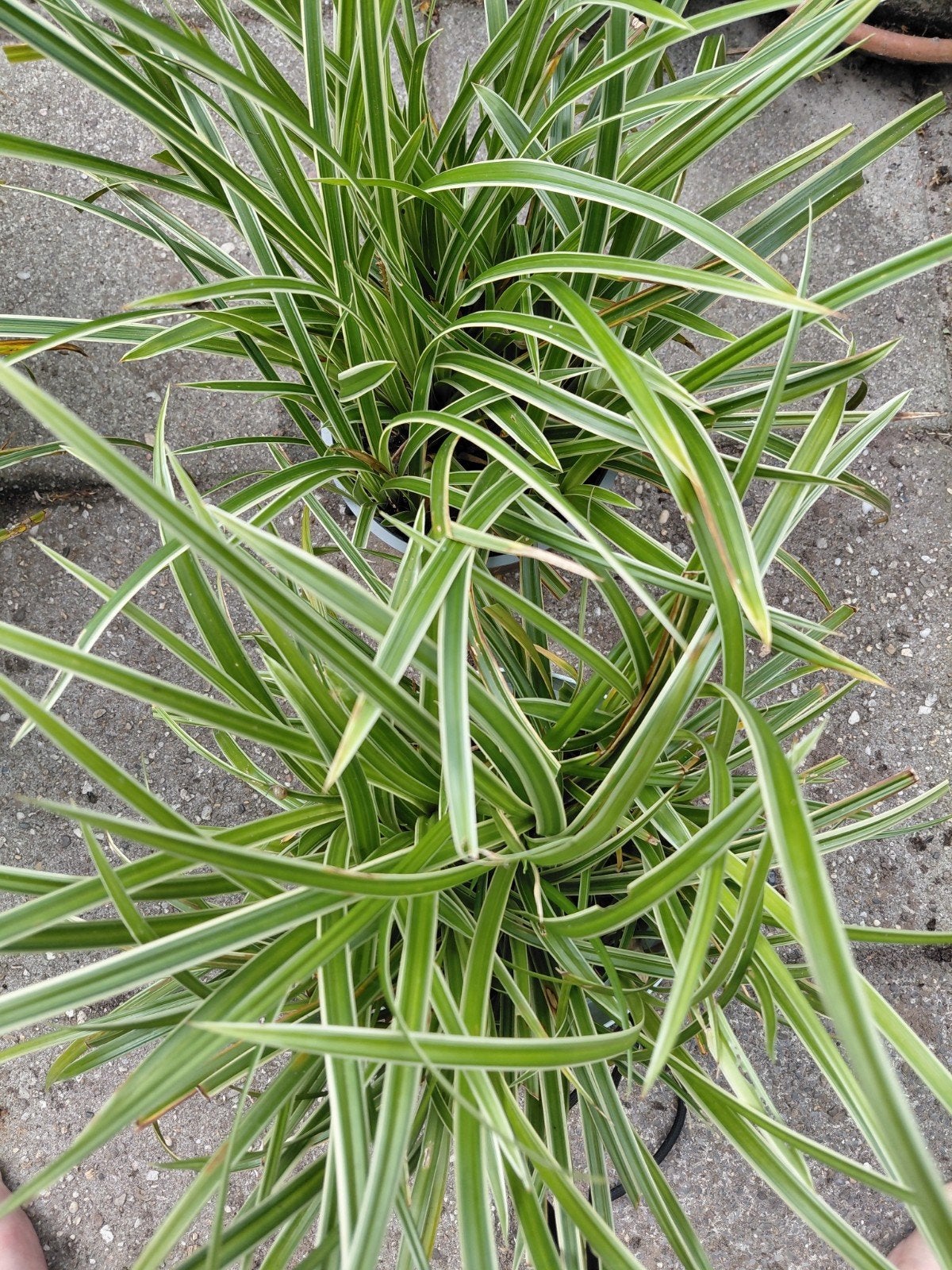Carex morrowii variegata, Ophalen, Siergrassen, Halfschaduw