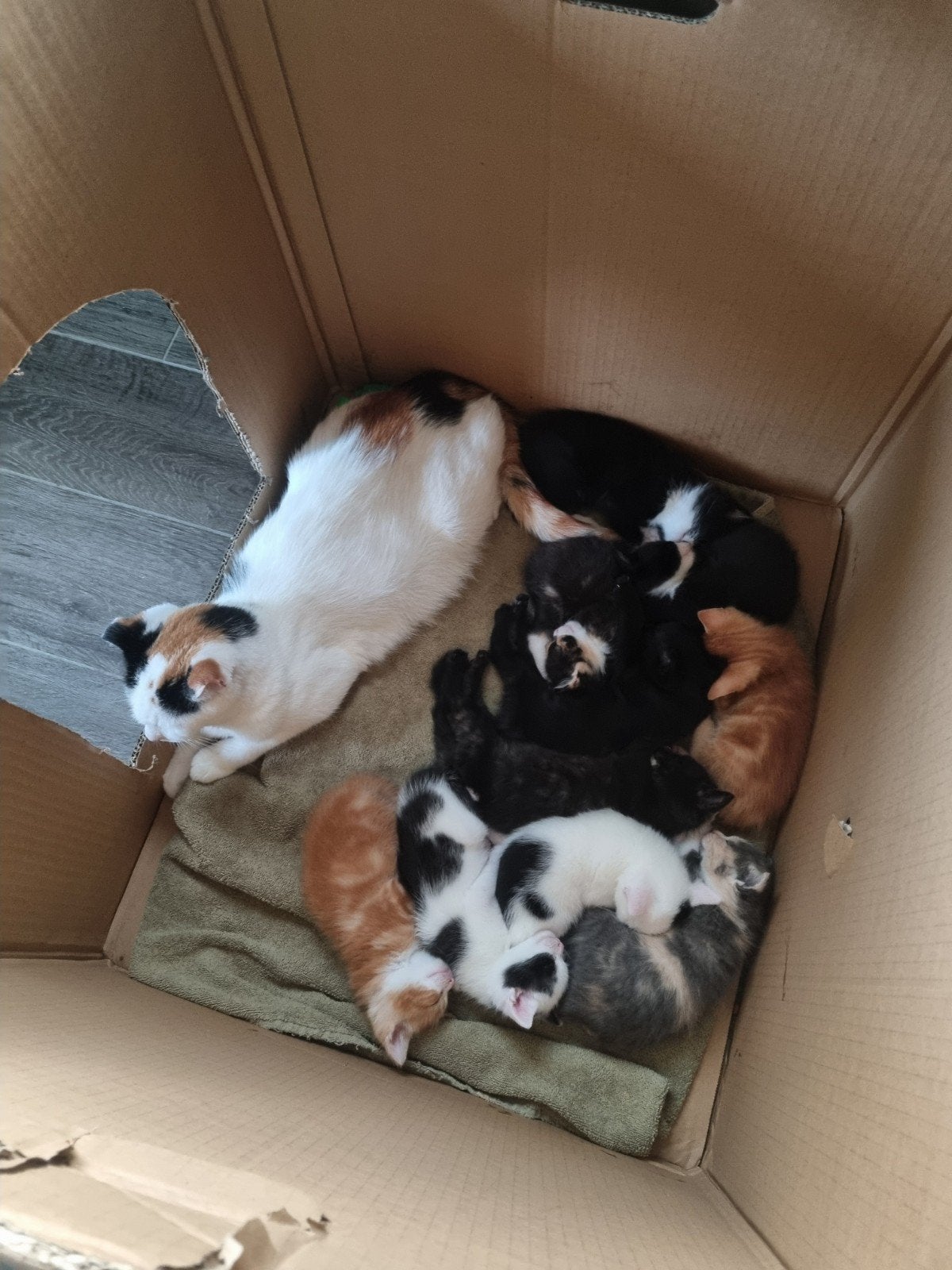 Superlieve kittens zoeken personeel, Meerdere dieren, Kortharig, 0 tot 2 jaar