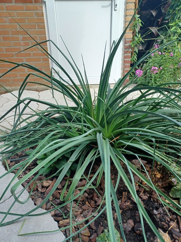 Vuurpijl plant, Ophalen, Overige soorten, Volle zon