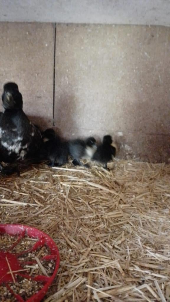 Kuikentjes van zwarte kwakers kwakertjes, Dieren en Toebehoren, Geslacht onbekend, Eend