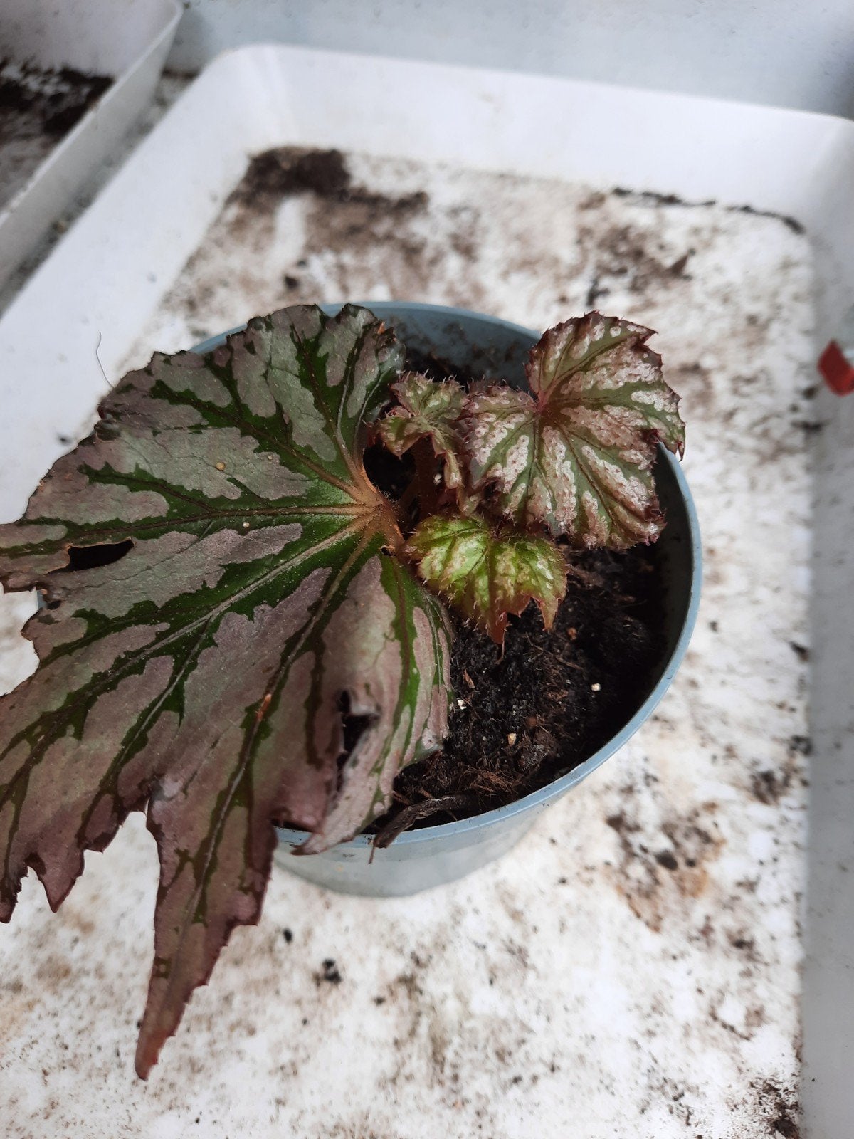 Begonia Garden Angel, Ophalen, Halfschaduw, Minder dan 100 cm