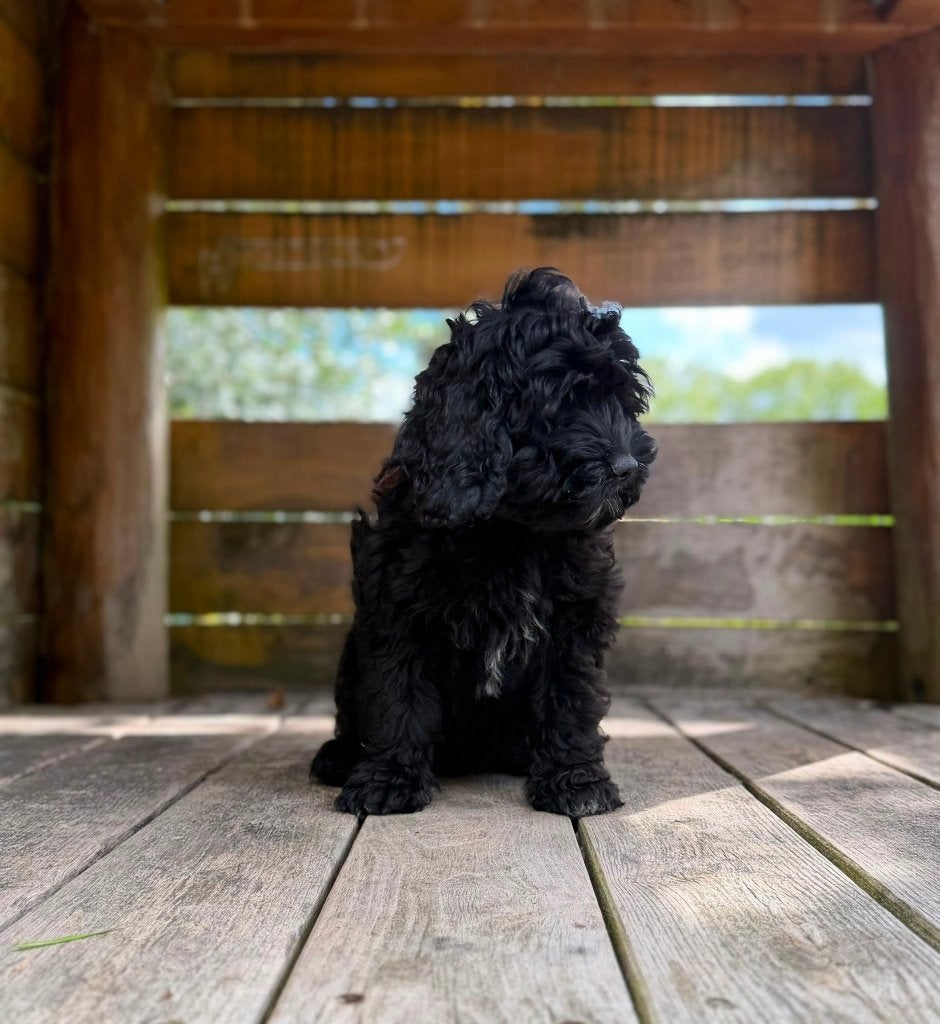 Exclusieve Amerikaanse Cockapoo pups, Parvo, Overige rassen, 8 tot 15 weken, Meerdere