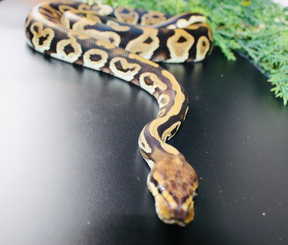 Ball Python/ Regius python 1.0 CYPRESS LEOPARD The CLOWN, Dieren en Toebehoren, Reptielen en Amfibieën, Slang, Met terrarium, 0 tot 2 jaar