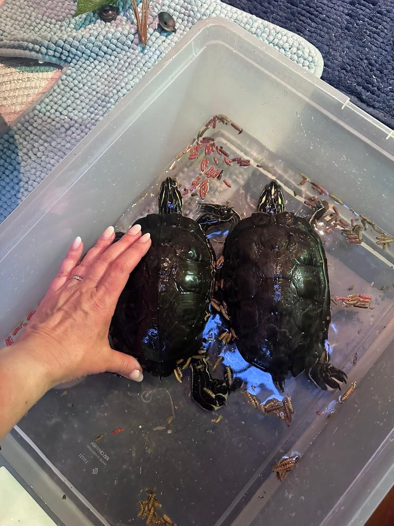 Twee mooie schildpadden, Dieren en Toebehoren, Reptielen en Amfibieën, Schildpad, 3 tot 6 jaar