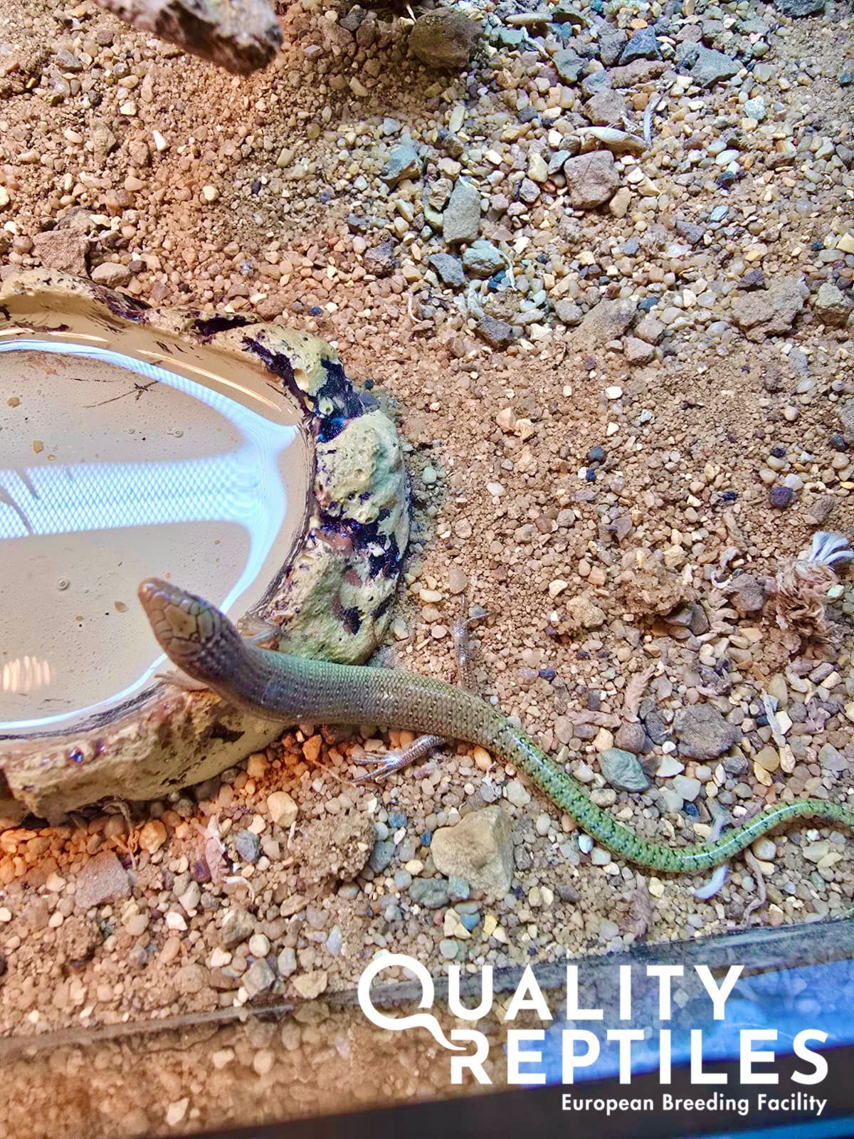 Parelskinken (Chalcides ocellatus) met of zonder terrarium, Hagedis, Tam, 0 tot 2 jaar