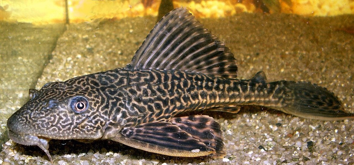 Plecostomus 10 cm, Vis