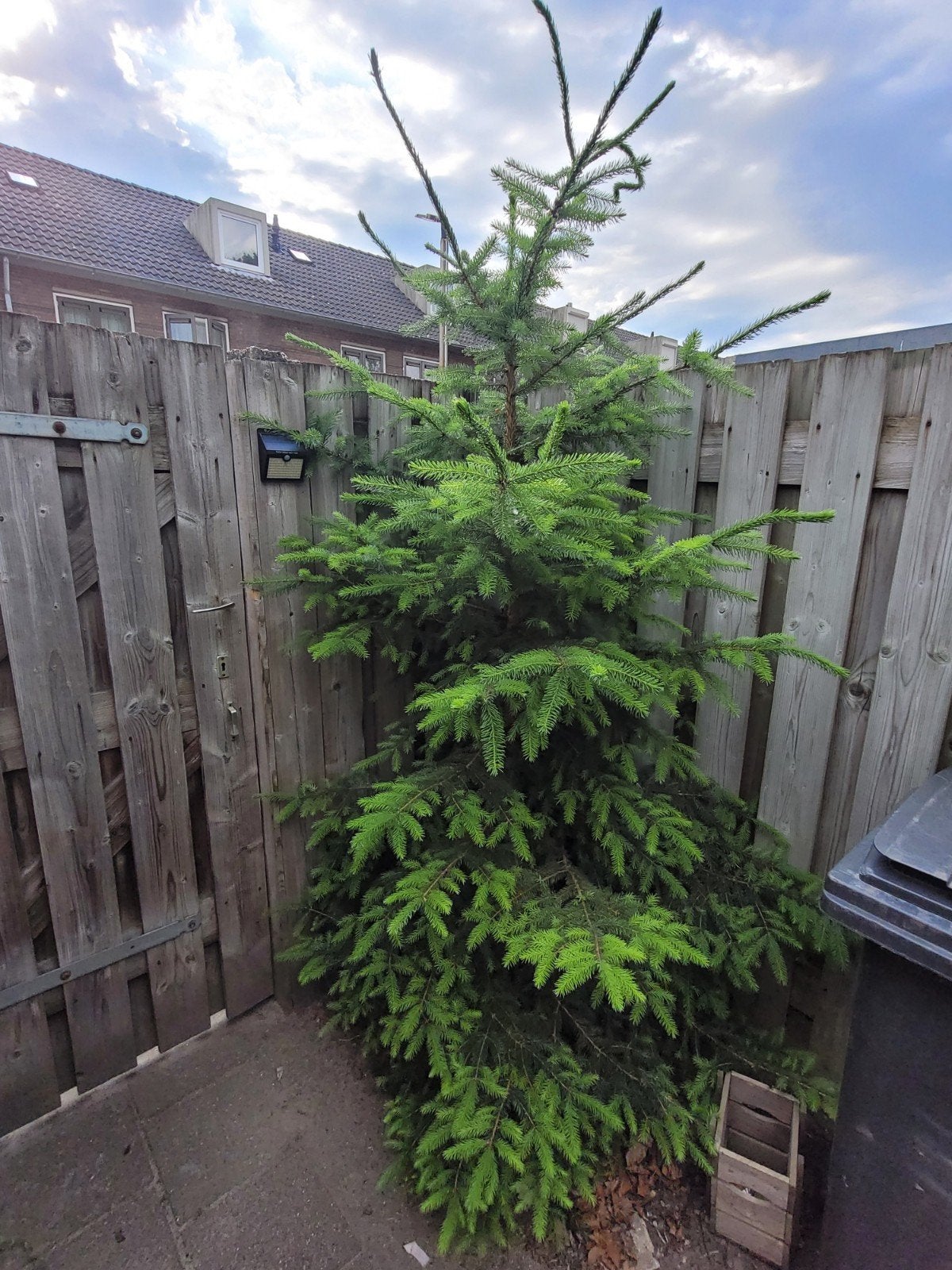 Grote Kerstboom - ca. 2,5m hoog, Ophalen, Bloeit niet, Volle zon, Overige soorten