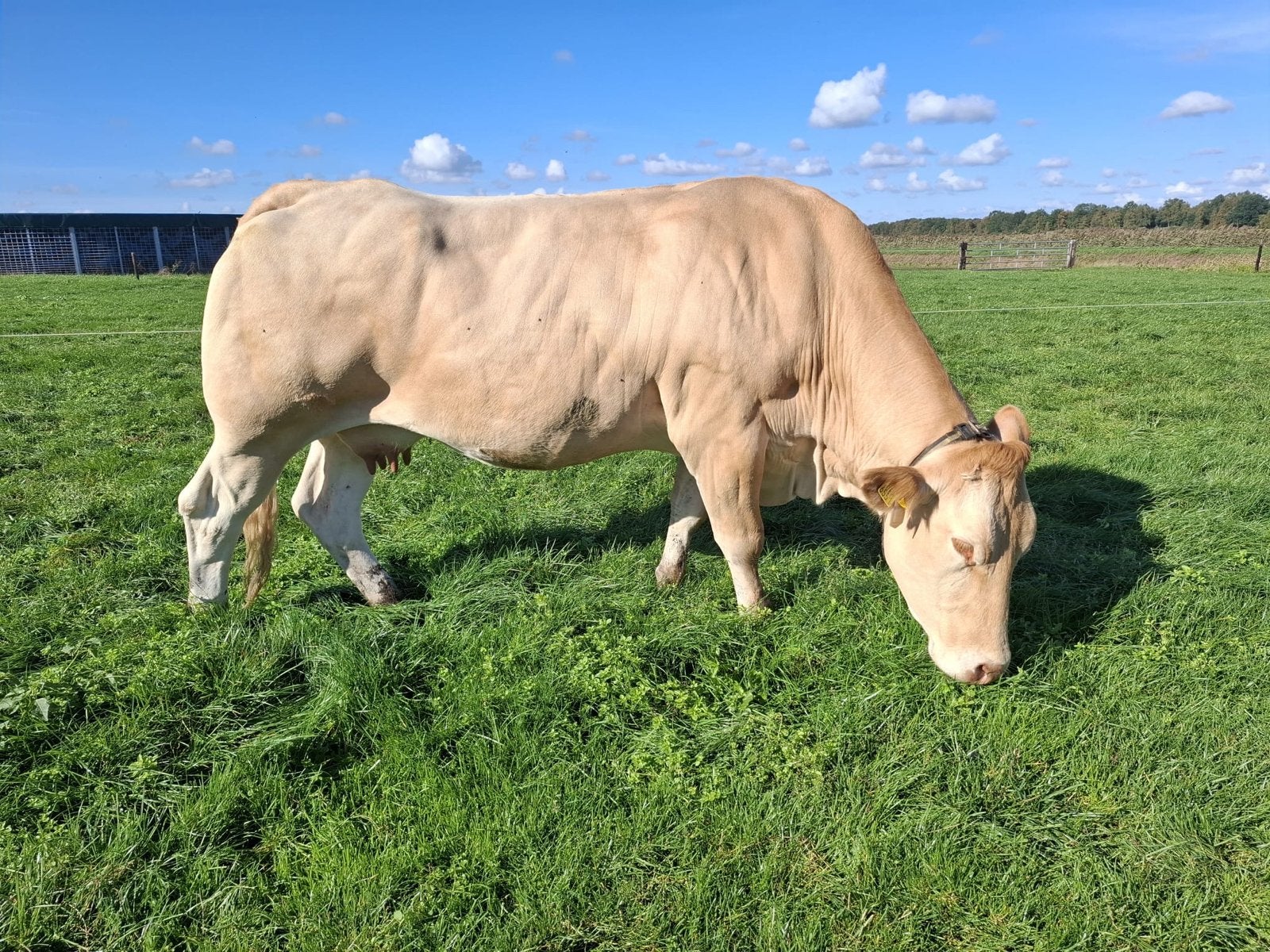 Blonde aquintaine Zoogstel, Dieren en Toebehoren