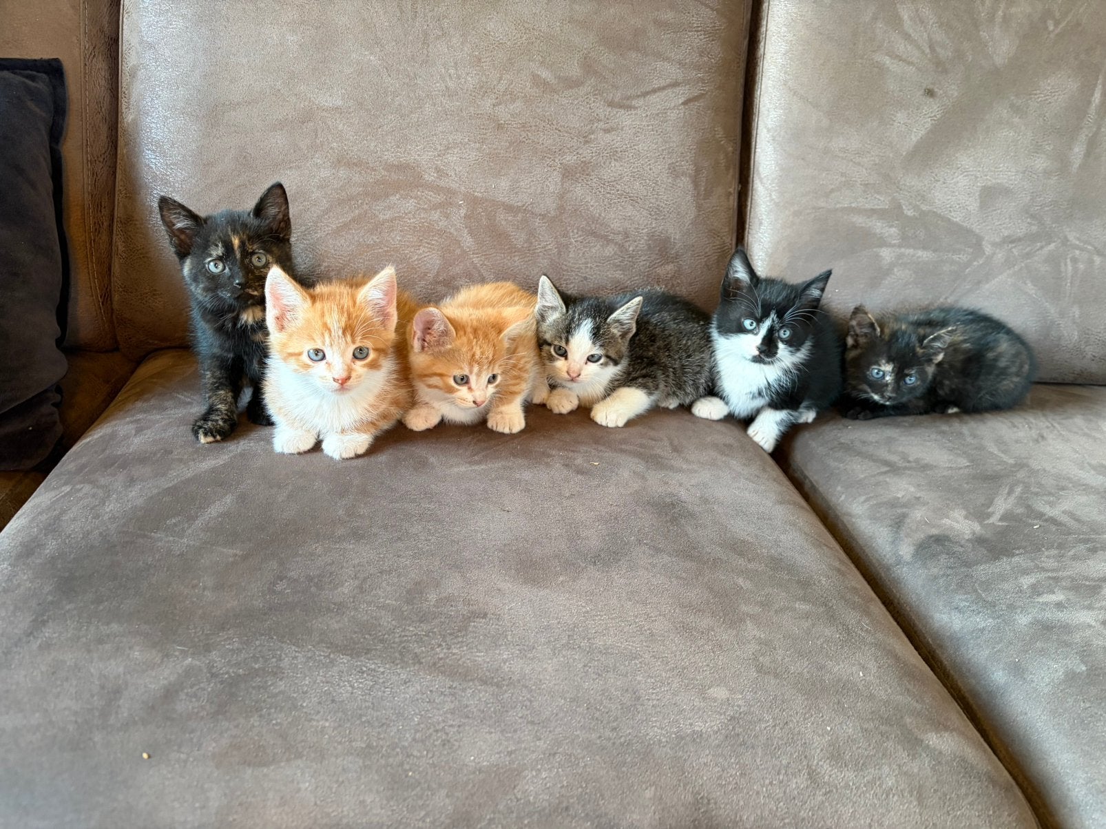Zes lieve kittens te koop!, Meerdere dieren, Kortharig, 0 tot 2 jaar