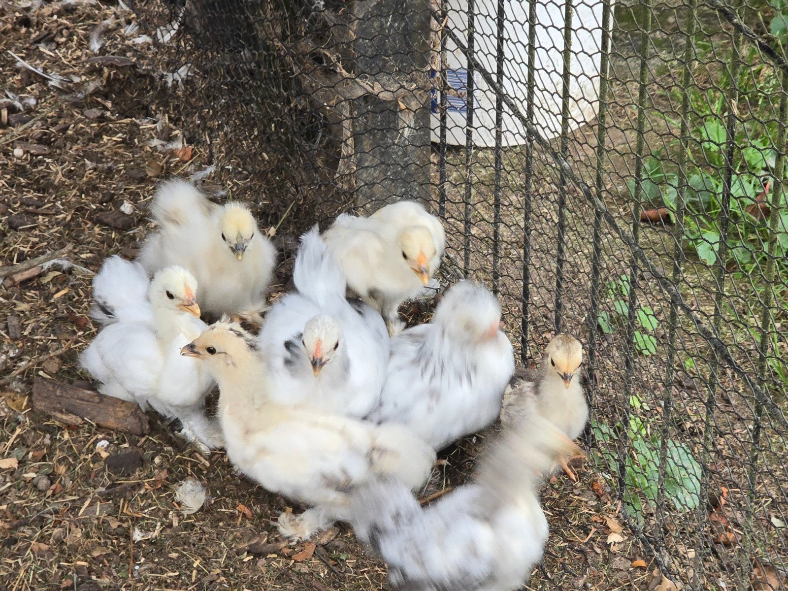 Cochin/zijdehoen kuikens 12 stuks, Dieren en Toebehoren, Pluimvee, Geslacht onbekend, Kip