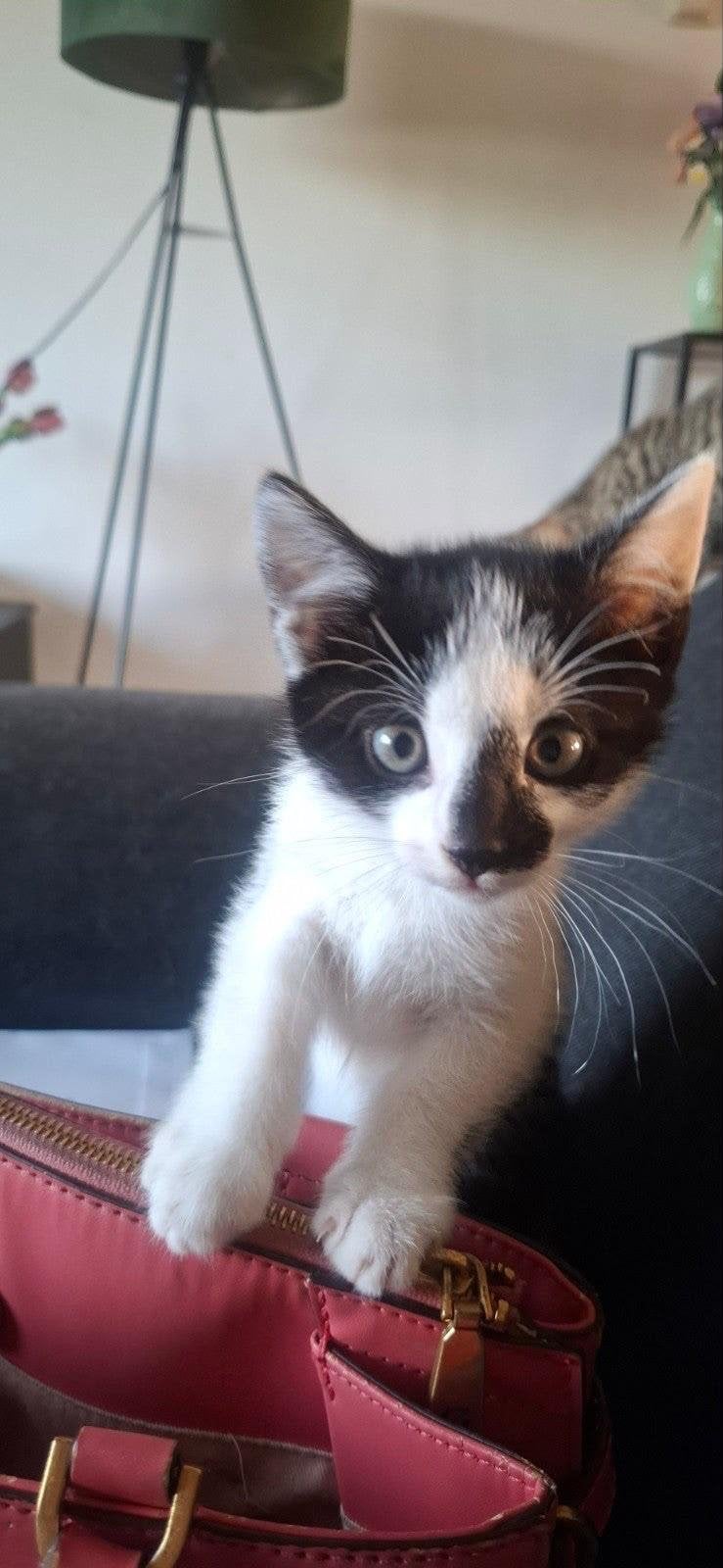 Lieve Kitten kater zoekt nieuwe gouden mandje