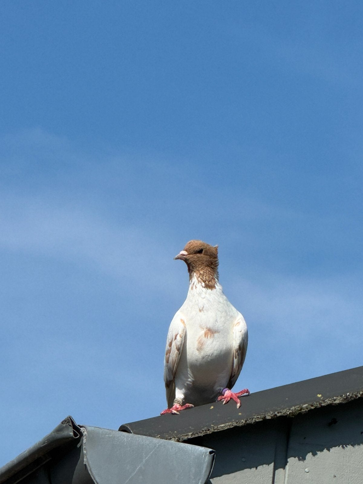 Hoogvliegers, Dieren en Toebehoren, Vogels | Duiven