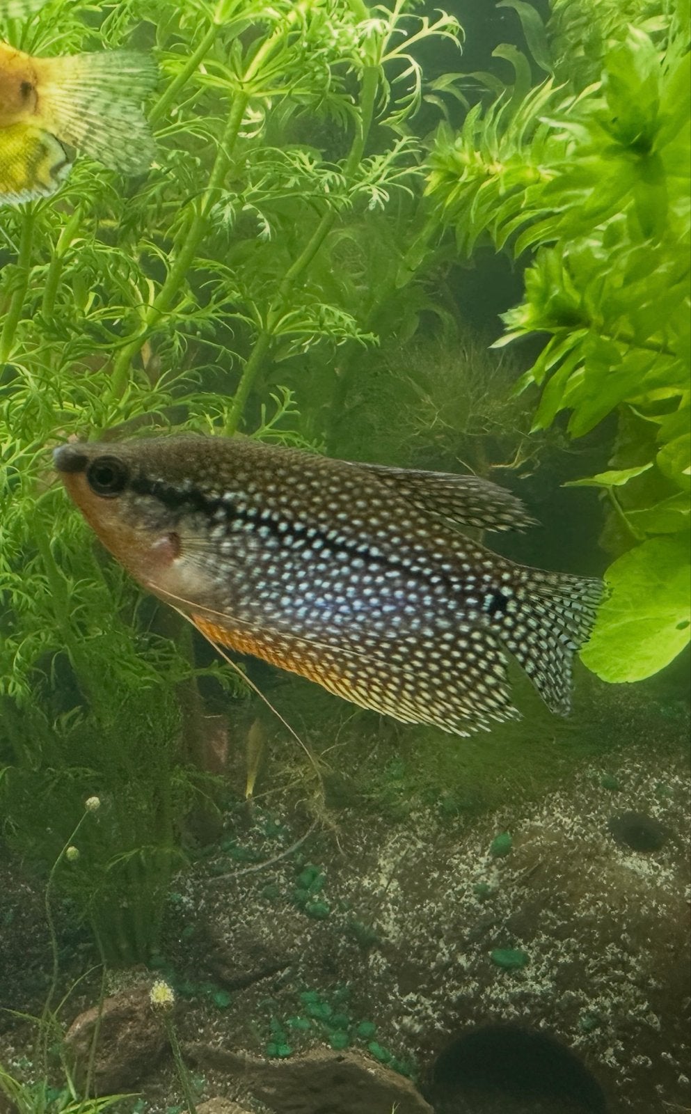 Prachtige diamantgourami zsm weg, Vis, Zoetwatervis