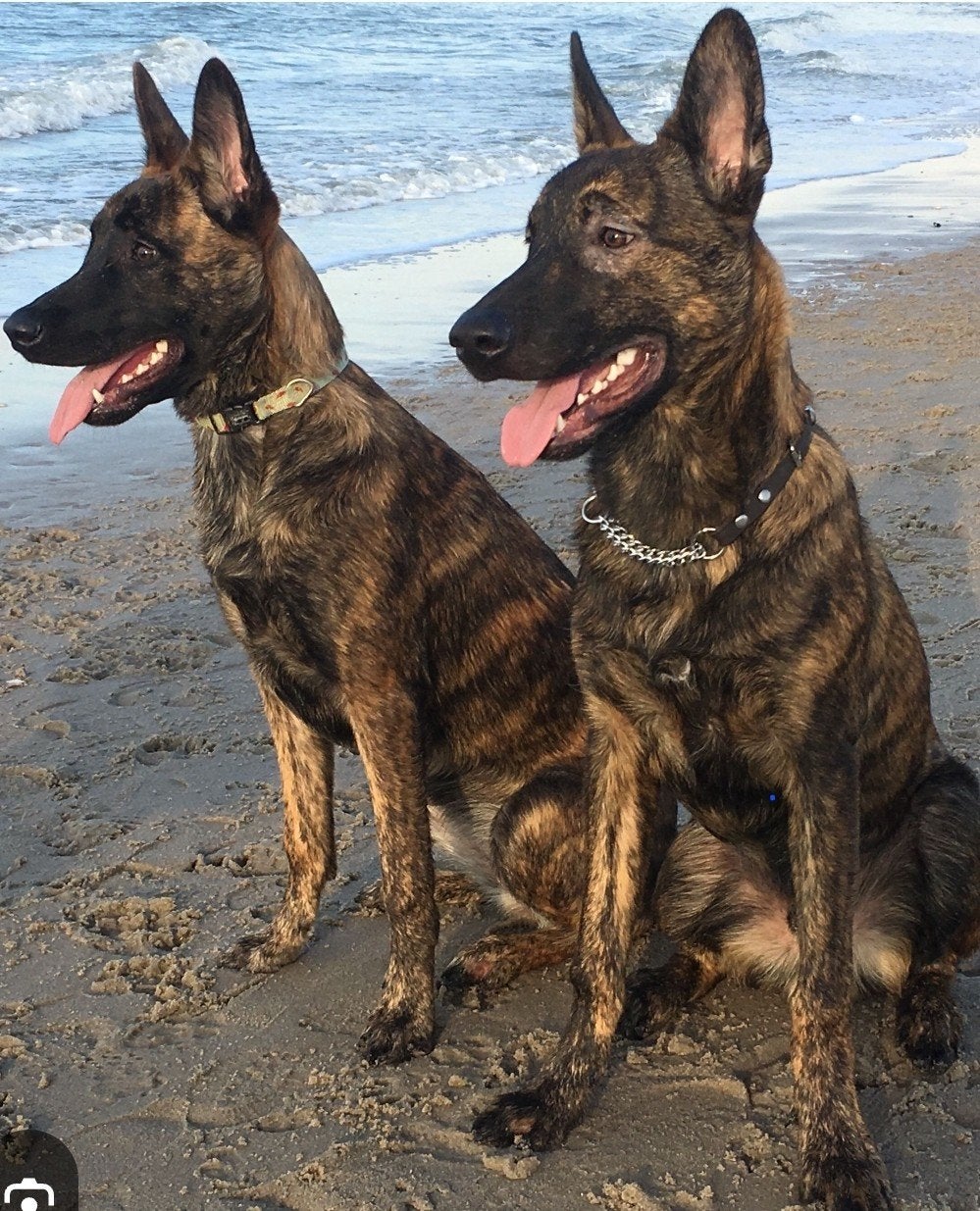 gezocht herders die dolgraag met een bal willen spelen, Dieren en Toebehoren, Parvo, 1 tot 2 jaar, Meerdere, Meerdere dieren