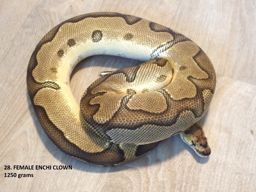 Koningspythons halfwas en kweekdieren deel 2 Ball Python photo 2