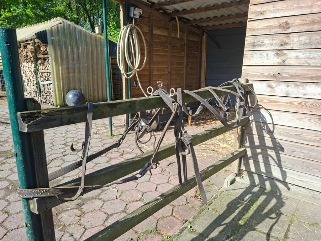 Shetlander mentuig, Dieren en Toebehoren, Ophalen of Verzenden, Gebruikt, Overige soorten