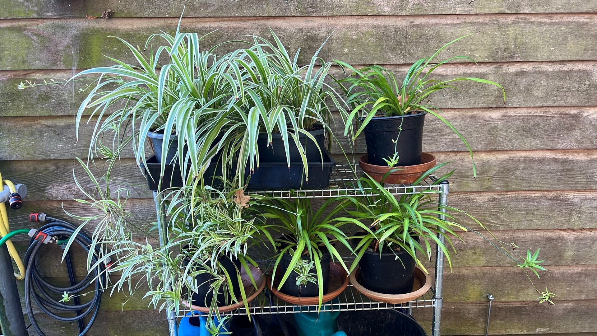 Kamerplanten, Ophalen, Halfschaduw, Minder dan 100 cm