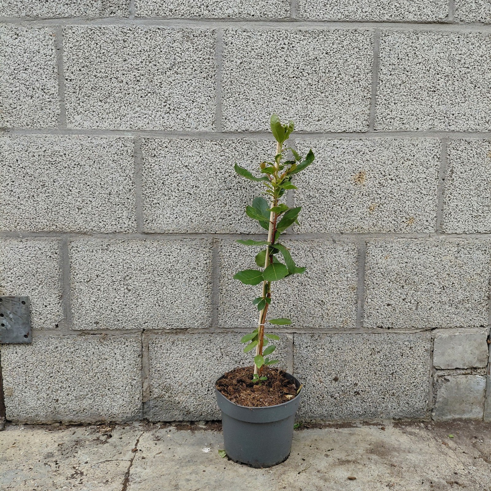 Arbutus unedo | Aardbeienboom | 2L pot | 40 cm hoog, Overige soorten, Volle zon, Vaste plant, Ophalen of Verzenden