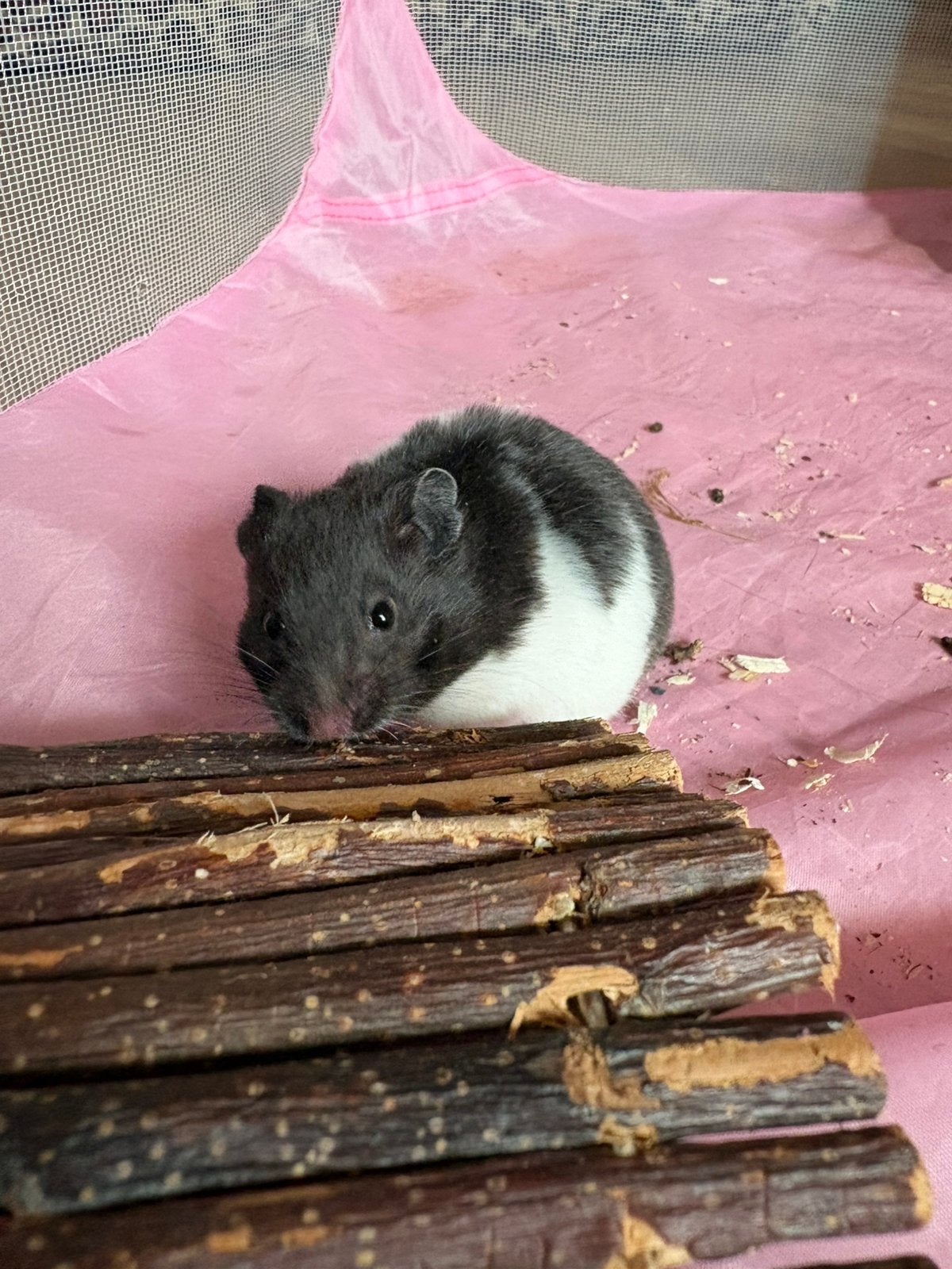 Lieve zwart-witte goudhamster te koop, Dieren en Toebehoren, Knaagdieren, Hamster, Juni, Vrouwelijk, Tam