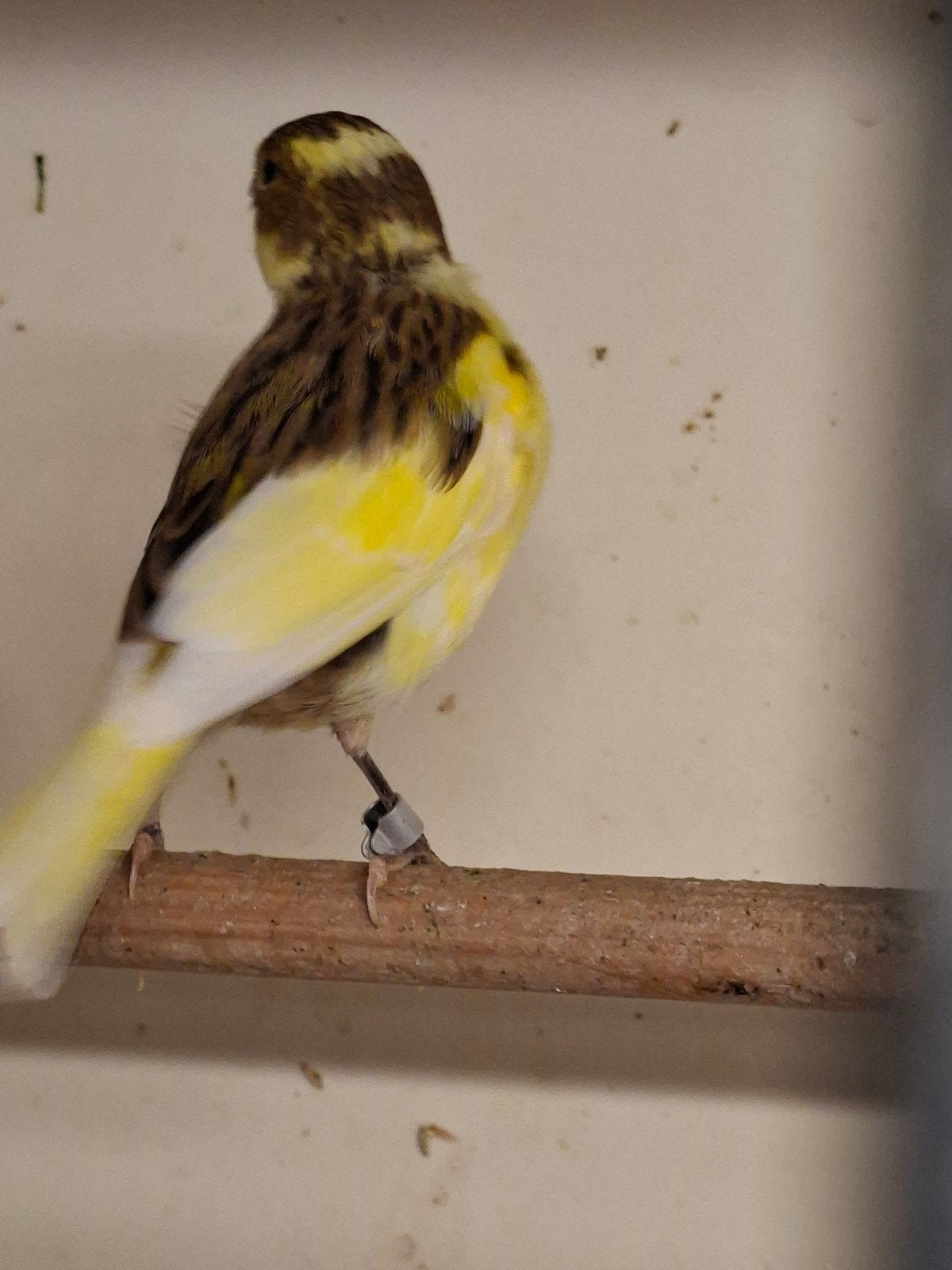 te koop kanaries, Dieren en Toebehoren, Vogels | Kanaries, Meerdere dieren, Kleurkanarie