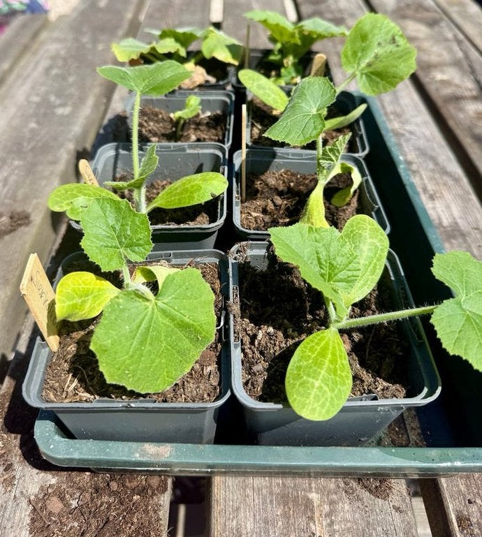 Biologische sierkalebassen mix plantjes, Ophalen, Volle zon, Groenteplanten, Eenjarig