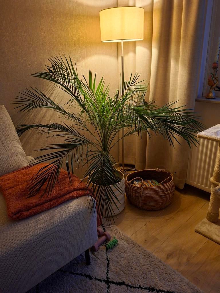 Roebelenii dwerg dadelpalm, Ophalen, 100 tot 150 cm, Palm, Halfschaduw