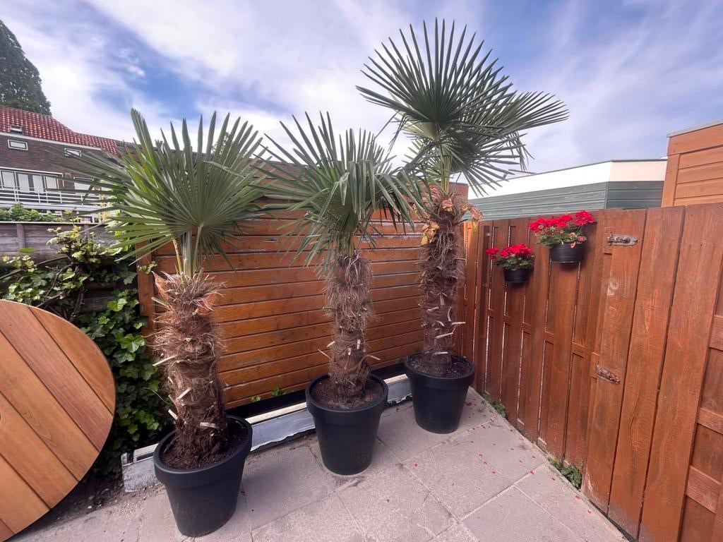 3 Palmbomen winterhard, Tuin en Terras, Planten | Bomen, Ophalen of Verzenden, 250 tot 400 cm, Zomer, Palmboom