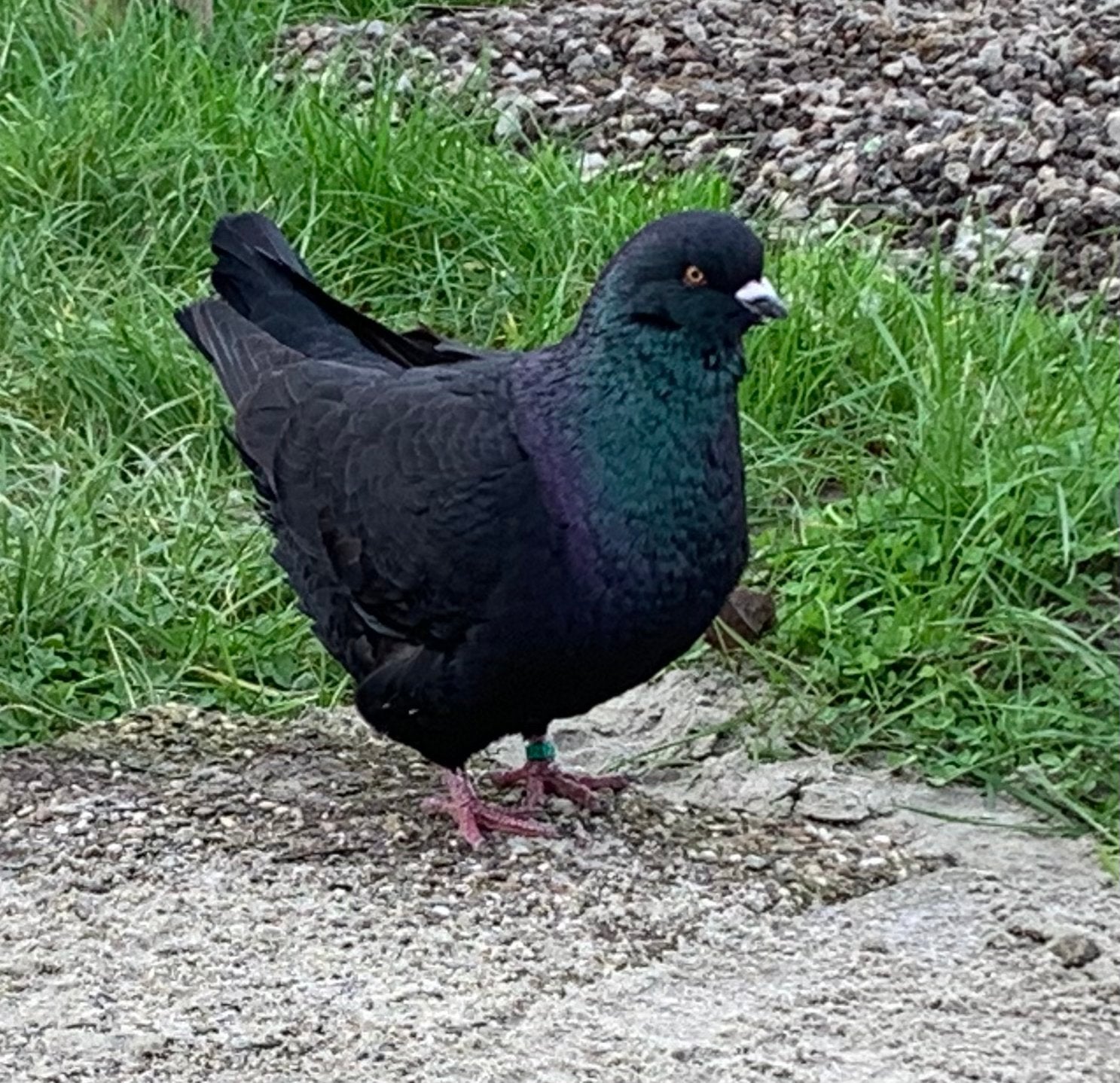 King duif doffer, Dieren en Toebehoren, Vogels | Duiven, Mannelijk