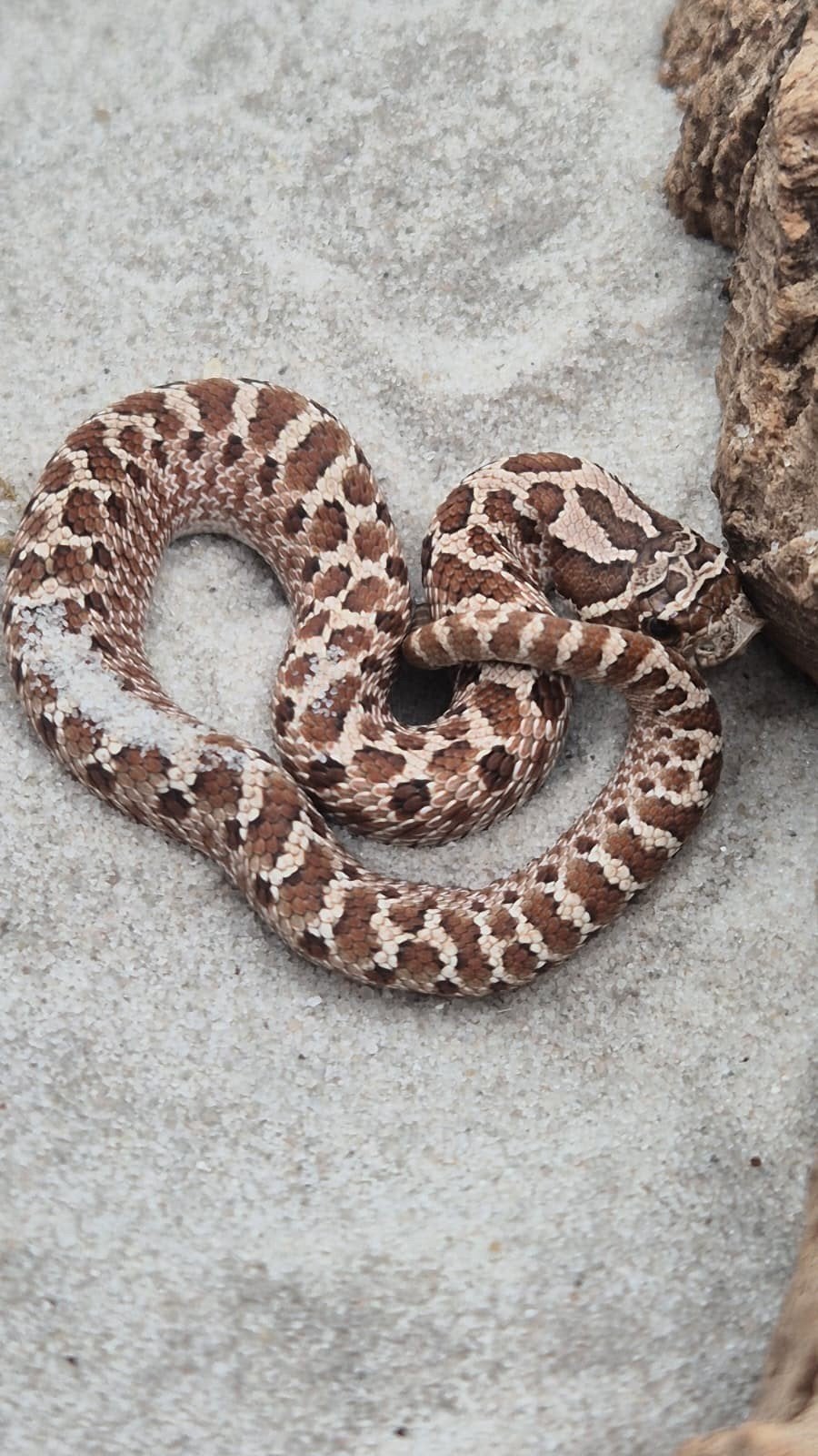 haakneusslang het sunburst Hognose Snake photo 3