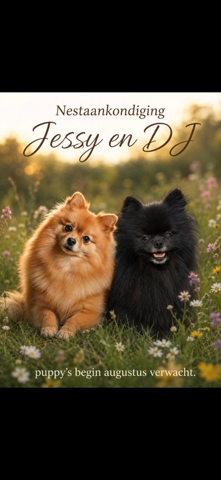 pomeriaan puppy, 8 tot 15 weken, Meerdere dieren, Eén hond, Nederland