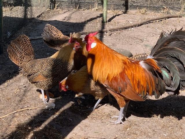 Broedeieren Hollandse hoen goudpel, Geslacht onbekend