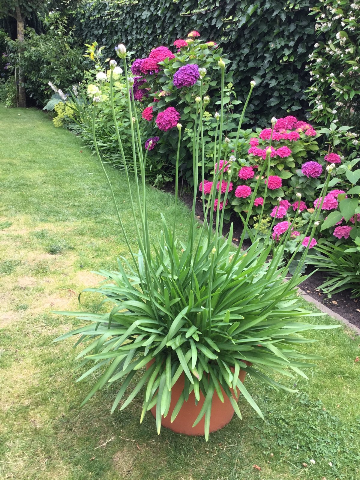 Agapanthus, Ophalen, Volle zon