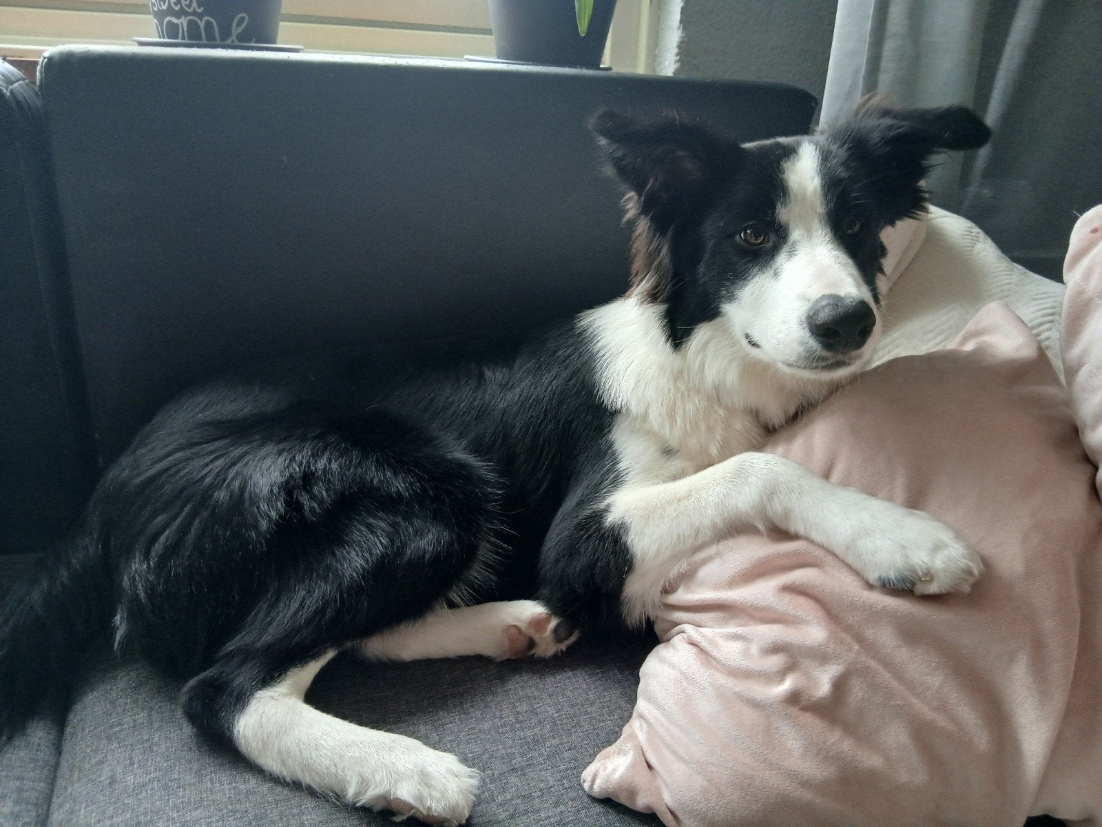 bordel collie,black and white, Particulier, Rabiës (hondsdolheid), 15 weken tot 1 jaar, Reu