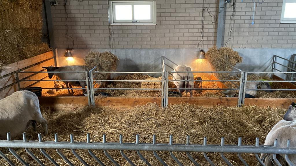Schapenstal inrichting, Dieren en Toebehoren