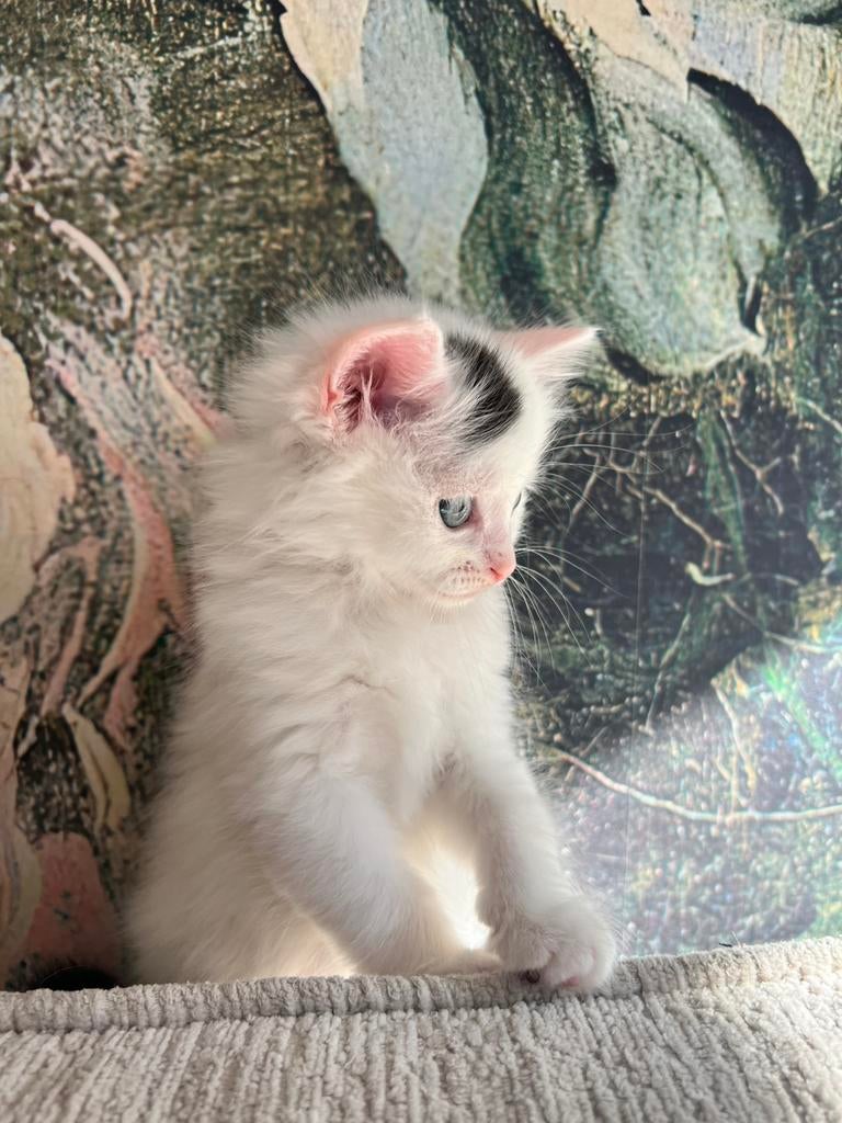 Kittens, Dieren en Toebehoren, Katten en Kittens | Raskatten | Langhaar, Meerdere dieren