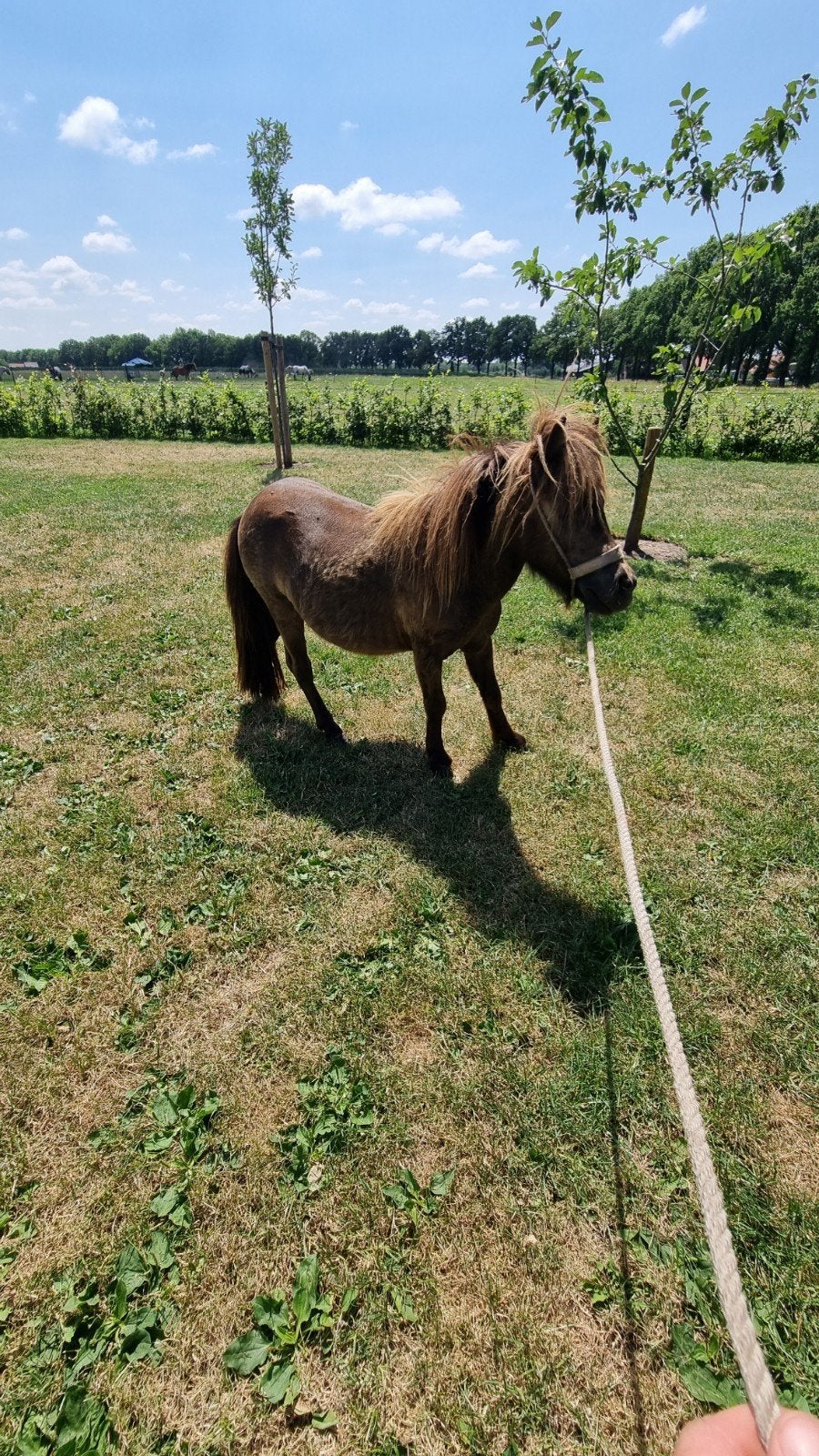 Valk mini pony, shetlander mini paard, Dieren en Toebehoren, Hengst