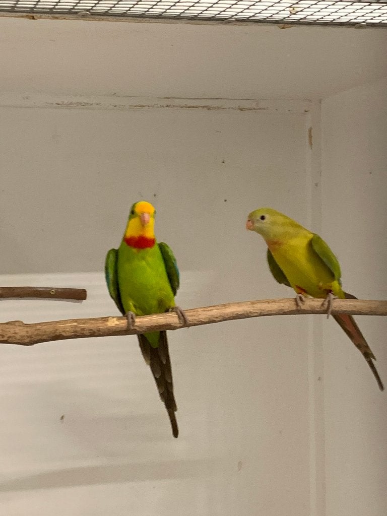 Barraband ( cinnamon ) koppel, Dieren en Toebehoren, Vogels | Parkieten en Papegaaien, Meerdere dieren, Parkiet, Geringd