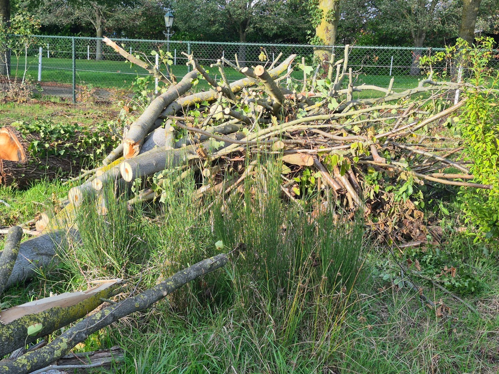 Stook hout, Tuin en Terras, Minder dan 3 m³, Ophalen, Overige houtsoorten, Stammen
