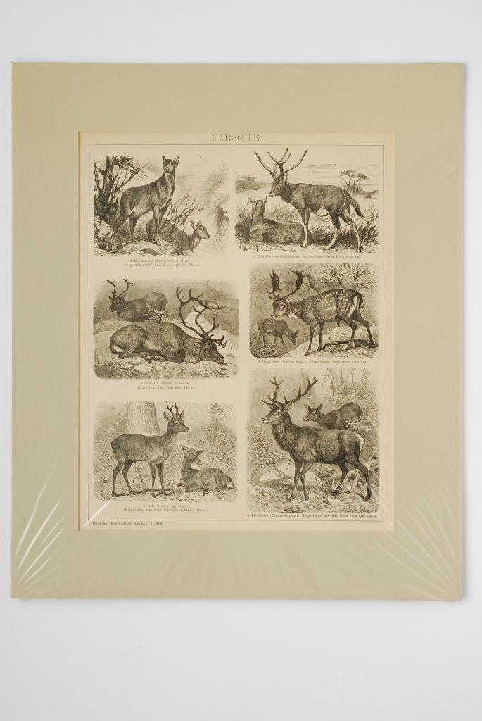 Herten - Antieke illustratie (ca. 1900), Verzenden, Voor 1940, Zo goed als nieuw, Dier
