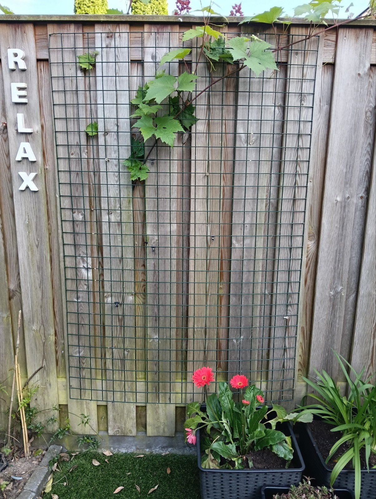 Gratis gaaspaneel 153x102 cm voor klimplanten of afscheiding, Ophalen, Gebruikt, IJzer, Gaashekwerk